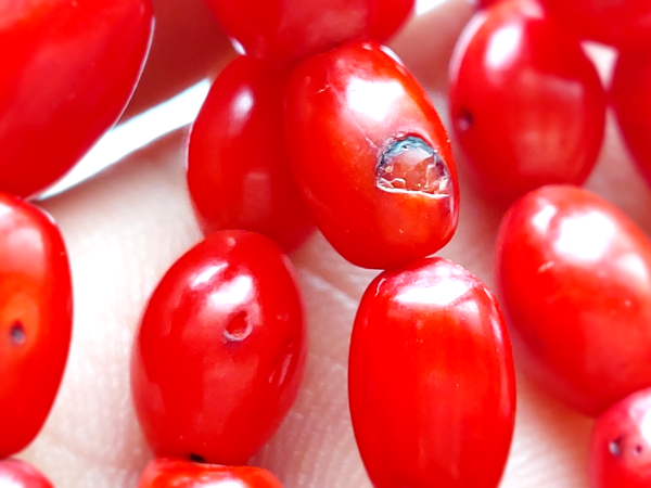 تسبیح مرجان سرخ طبیعی کهنه 101 دانه 271_3 تسبیح مرجان سرخ طبیعی کهنه 101 دانه 271_3